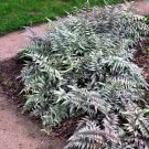 Athyrium Shade Lover Japanese Painted Fern Hardy Live Plant Quart Pot Fresh Garden