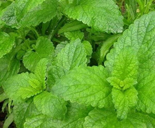 Herb Balm Lemon Pack Seed 100 Seeds Fresh Garden