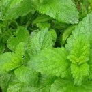 Herb Balm Lemon Pack Seed 100 Seeds Fresh Garden