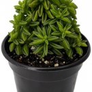 Peperomia Axilaris Leaf Taco Easy To Grow House Live Plant 2.5" Pot Fresh Garden