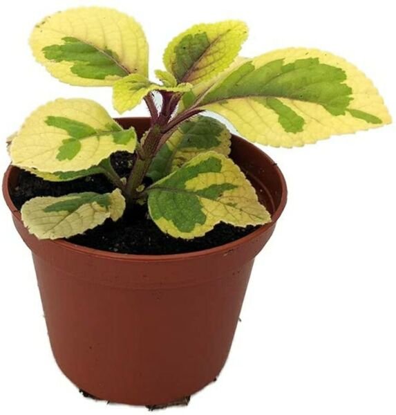 Plectranthus Ciliatus Lemon Lime Swedish Ivy Indoor Live Plant 2.5" Pot Fresh Garden