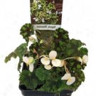 Terrarium Begonia Rhinestone House Live Plant 2.5" Pot Fresh Garden