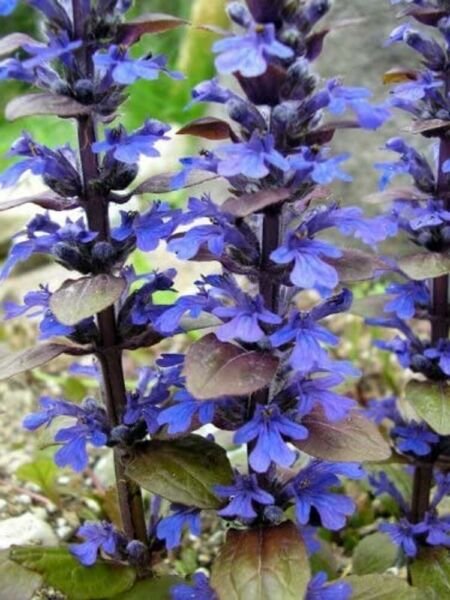 Carpet Bugle Ajuga Beauty Very Hardy Live Plant 1 3/4" Pots Fresh Garden