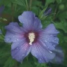Hibiscus Blue Satin Rose Azurri Of Sharon Proven Winners 4" Pot Fresh Garden