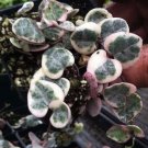 Vine Ceropegia Woodii Pretty String Pearl Moon Rosary Of Hearts Home Plant 2.5" Fresh Garden