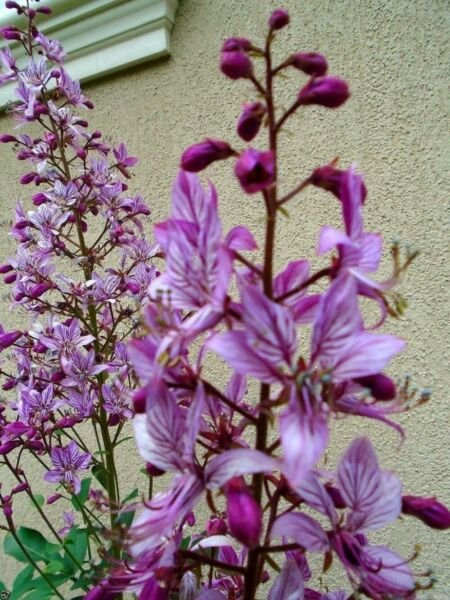 Ignites Perennial Gas Actually Live Plant 10 Seeds Fresh Garden