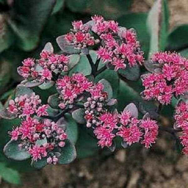 Beacon Sedum Pink Perennial Home Live Plant 50 Seeds Fresh Garden