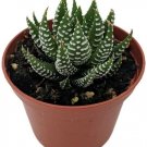 Haworthia Fasciata Super Zebra Plant Easy To Grow House Hard To Kill 2.5" Pot Fresh Garden