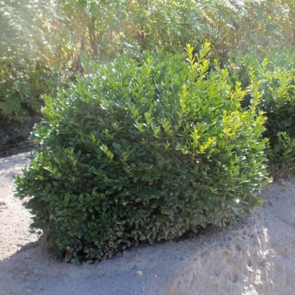 Boxwood Buxus Green Velvet Compact Hedge Shrub Bonsai In Out Live Plant 4" Pot Fresh Garden