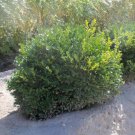 Boxwood Buxus Green Velvet Compact Hedge Shrub Bonsai In Out Live Plant 4" Pot Fresh Garden