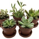Terrarium Mini Collection Fairy In Out 5 Plants 1" Pots Saucers Fresh Garden