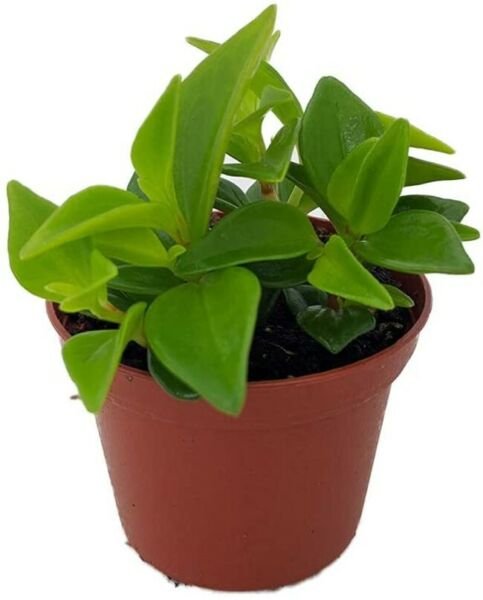 Peperomia Glabella Cypress Peperomia Easy Succulent Home Live Plant 2.5" Pot Fresh Garden