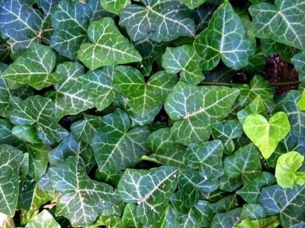 Hardy Groundcover English Ivy Live Plant 1 3/4" Pots Fresh Garden