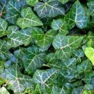 Hardy Groundcover English Ivy Live Plant 1 3/4" Pots Fresh Garden