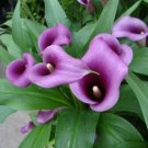 Deep Purple Paco Calla Lily Bulb Home And Live Plant 14/16 Cm Fresh Garden