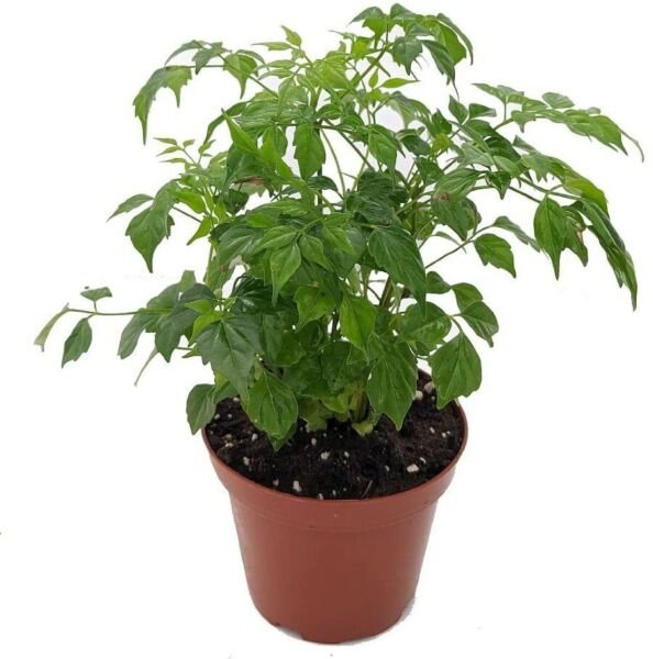 Radermachera Sinica China Doll Easy Home Live Plant 3.5" Pot Fresh Garden