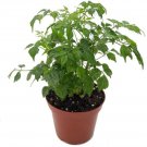 Radermachera Sinica China Doll Easy Home Live Plant 3.5" Pot Fresh Garden