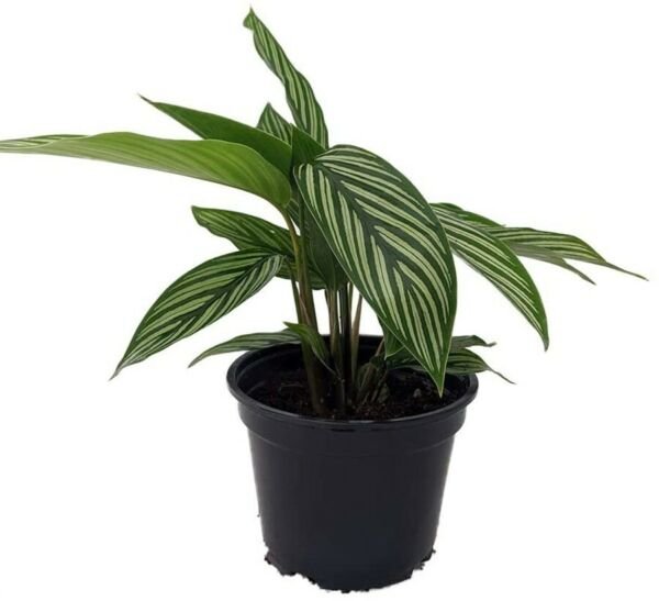 Calathea Vittata Uncommon Peacock Live House Plant Collector's Series 4" Pot Fresh Garden