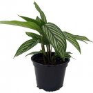 Calathea Vittata Uncommon Peacock Live House Plant Collector's Series 4" Pot Fresh Garden