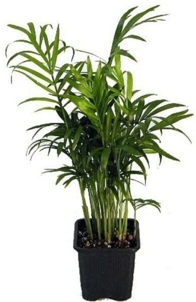 Chamaedorea Neanthe Bella Victorian Parlor Palm Home Live Plant 4" Pot Fresh Garden