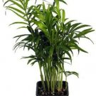 Chamaedorea Neanthe Bella Victorian Parlor Palm Home Live Plant 4" Pot Fresh Garden