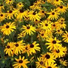 Goldsturm Rudbeckia Black Eyed Susan Live In Out Plant Gallon Pot Fresh Garden