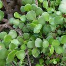 Portulacaria Afra Spekboom Miracle Indoor Live Plant Mini Jade 2.5" Pot Fresh Garden