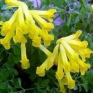 Corydalis Lutea Yellow Bleeding Heart Live Plant 20 Seeds Fresh Garden