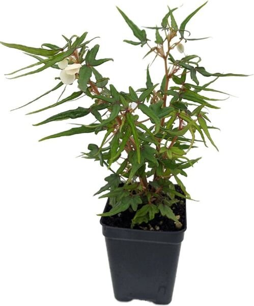 Begonia Plant Terrarium Mini Maple Leaf Fairy Home Live Plant 2.5" Pot Fresh Garden