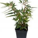 Begonia Plant Terrarium Mini Maple Leaf Fairy Home Live Plant 2.5" Pot Fresh Garden