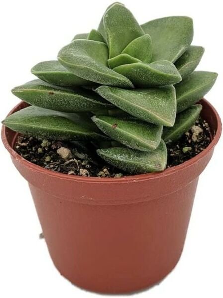 Crassula Rupestris Springtime Pagoda Easy To Grow Live Plant 2.5" Pot Fresh Garden