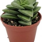 Crassula Rupestris Springtime Pagoda Easy To Grow Live Plant 2.5" Pot Fresh Garden