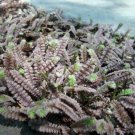 Fern Leptinella Black Gothic Fairy Terrarium Fairy Houseplant 2.5" Pot Fresh Garden