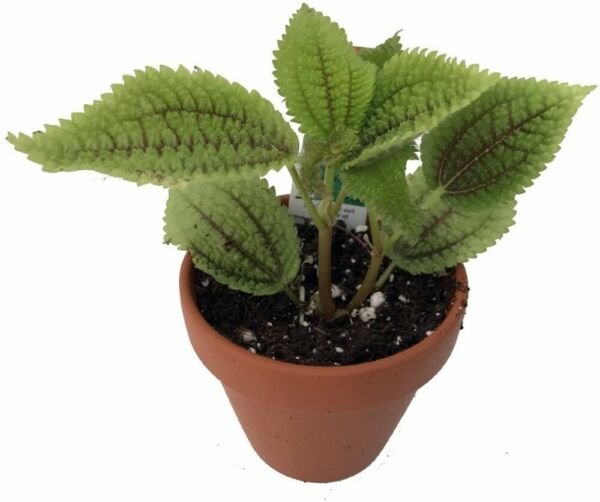 Pilea Mollis Valley Moon Live Plant Vibrant And Unique Home 2" Pot Fresh Garden