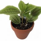 Pilea Mollis Valley Moon Live Plant Vibrant And Unique Home 2" Pot Fresh Garden