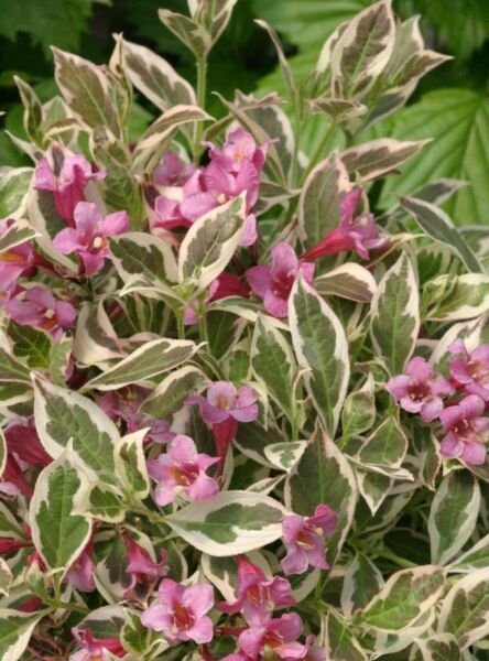 Weigela Monet Purple Effect Live Plant Indoor Proven Winners 4" Pot Fresh Garden