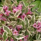 Weigela Monet Purple Effect Live Plant Indoor Proven Winners 4" Pot Fresh Garden