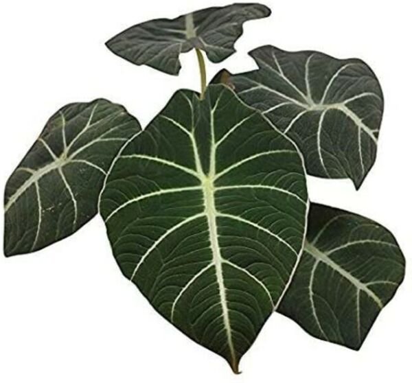 Dwarf Alocasia Black Velvet Live Plant Home 4" Pot Houseplant Indoor Fresh Garden