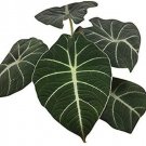 Dwarf Alocasia Black Velvet Live Plant Home 4" Pot Houseplant Indoor Fresh Garden