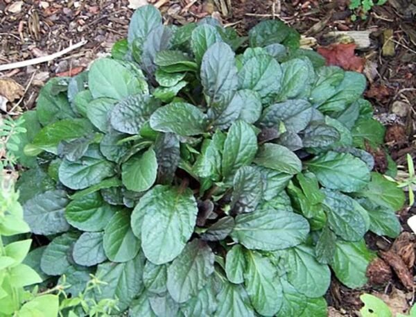 Ajuga Carpet Bugle Chocolate Chip Miniature Leaves Live 48 Plants 1 3/4" Pot Fresh Garden