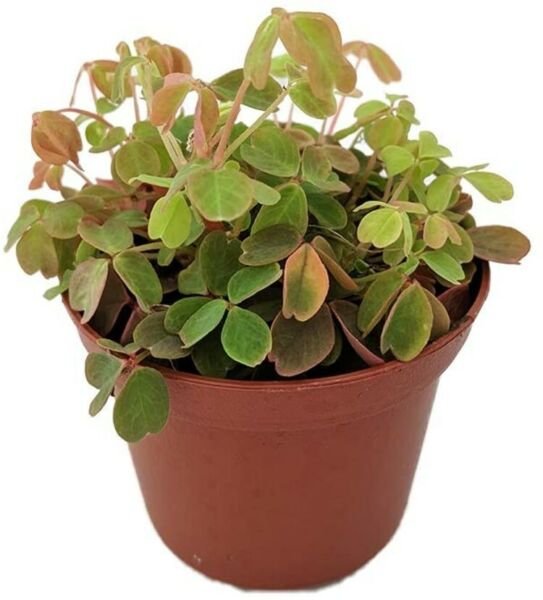 Shamrock Coppertones Oxalis Live Plant Indoor 2.5" Pot Fresh Garden