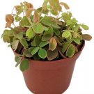 Shamrock Coppertones Oxalis Live Plant Indoor 2.5" Pot Fresh Garden