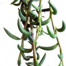 Succulent Fishhooks Senecio String Radicans Live Plant Home 2.5" Pot Fresh Garden
