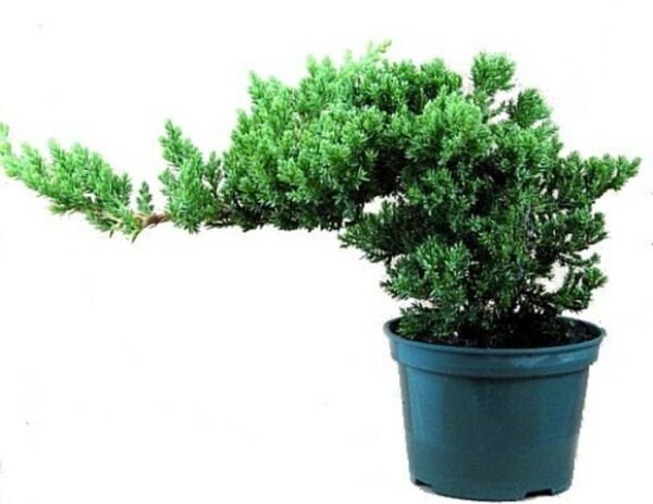Juniperus Procumbens Bonsai Japanese Juniper Starter Indoor Tree 'Nana' 4" Pot Fresh Garden