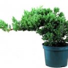 Juniperus Procumbens Bonsai Japanese Juniper Starter Indoor Tree 'Nana' 4" Pot Fresh Garden