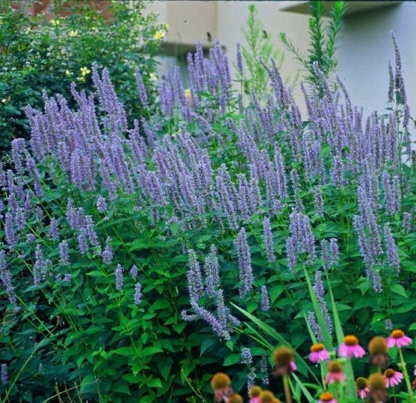Hummingbird Mint Agastache Blue tune Anise Hyssop Live Plant Gallon Pot Fresh Garden