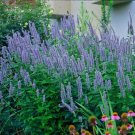 Hummingbird Mint Agastache Blue tune Anise Hyssop Live Plant Gallon Pot Fresh Garden