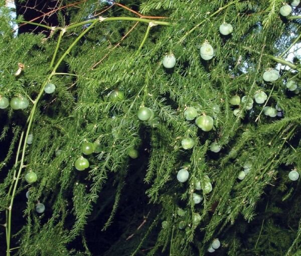 Plumosus Asparagus Fern Leaf Easy To Grow Indoor Live Plant 4" Pot Fresh Garden