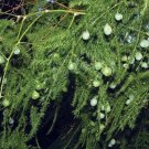 Plumosus Asparagus Fern Leaf Easy To Grow Indoor Live Plant 4" Pot Fresh Garden