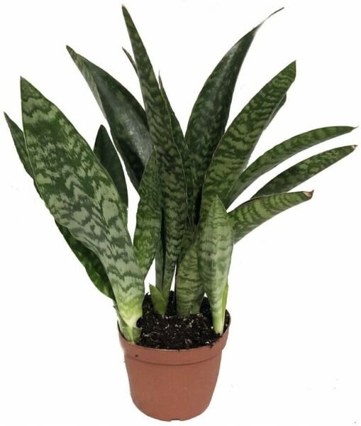 Sanseveria Masoniana Shark Fin Snake Live Indoor Plant Whale Fin Collector's 6" Fresh Garden